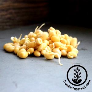 10 Sprouts Soybeans (Mature Seeds, Sprouted)