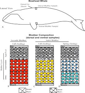 100 G Bowhead Whale Fat (Blubber) (Alaska Native)