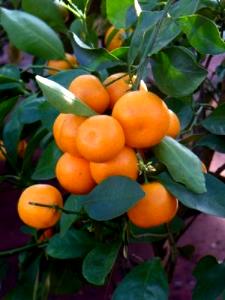 100 G Calamondin