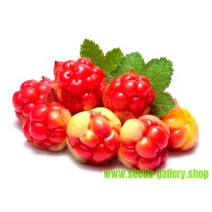 100 G Cloudberry (Alaska Native)