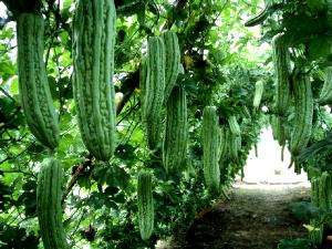 100 G Cooked Luffa (Chinese Okra, Fat Not Added in Cooking)