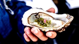 100 G Cooked Oysters