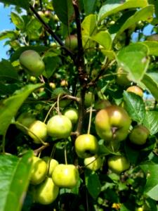 100 G Crabapples