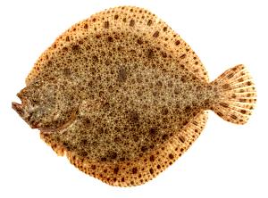 100 G European Turbot (Fish) (Cooked, Dry Heat)