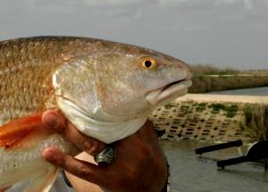 100 G Freshwater Drum (Fish) (Cooked, Dry Heat)