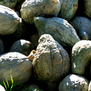 100 G Hubbard Winter Squash