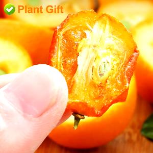 100 G Kumquats