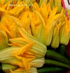 100 G Pumpkin Flowers