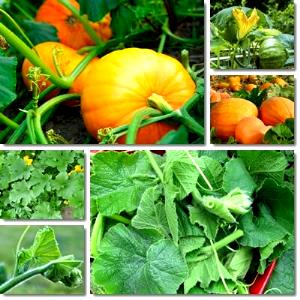 100 G Pumpkin Leaves