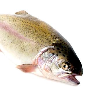 100 G Rainbow Trout (Farmed)