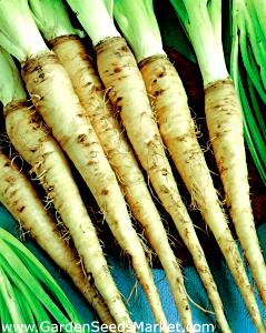 100 G Salsify (Vegetable Oyster)