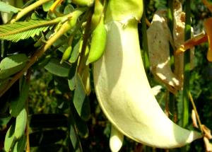 100 G Sesbania Flower (Without Salt, Steamed, Cooked, Boiled)