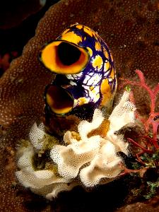 100 Grams Ascidian (Sea Squirt)