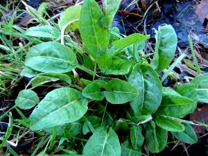 100 Grams Sourdock, Young Leaves (Sorrel)