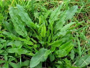 100 Ml Dock, Raw (Sorrel)