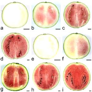 11 pieces (39 g) Watermelons