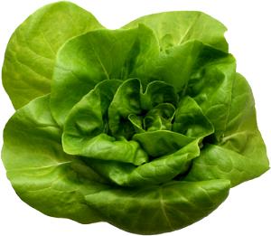 2/3 Cup Limestone Lettuce