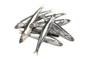 3 Oz Anchovy, European, Raw