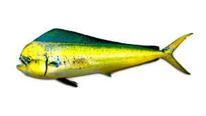 3 Oz Dolphinfish