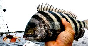 3 Oz Sheepshead (Fish)