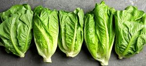 6 Leaves Romaine Lettuce, Raw